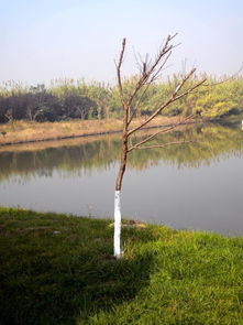 20101120 蘆葦蕩 沙家浜