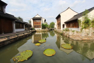 秋風(fēng)起蟹腳癢，陽(yáng)澄湖沙家浜兩日尋味游